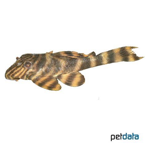 Tiger Peckoltia L2 Panaqolus Sp L002 Pet Wiki