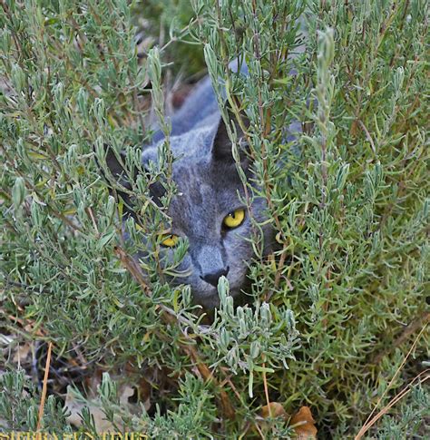 Essential oils can cause serious organ damage to cats which in extreme cases can cause liver. The gallery for --> Lavender Cat
