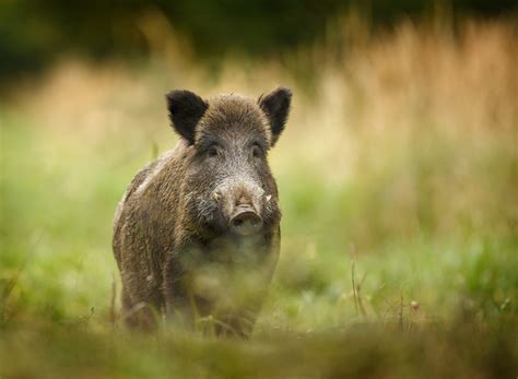Fears That Scotlands Wild Boar Could Spread Superbugs To Humans The