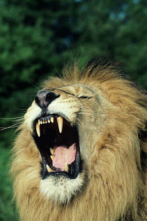 Black Maned Male African Lion Yawning Headshot Africa Photograph By