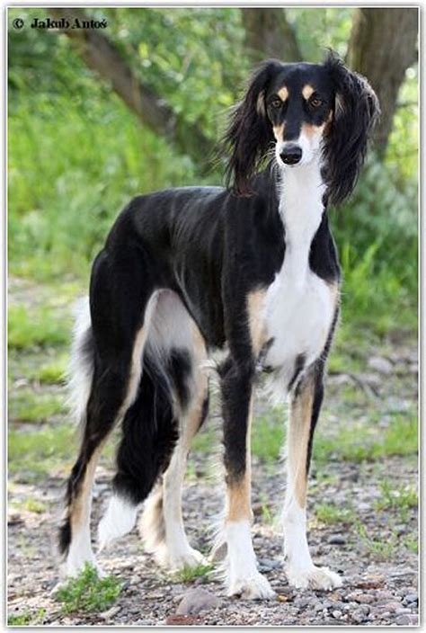 saluki puppies for sale usa bernadine cade