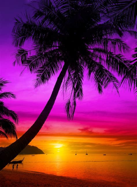 Palm Tree Silhouette On Tropical Beach At Sunset 海 Fotos De