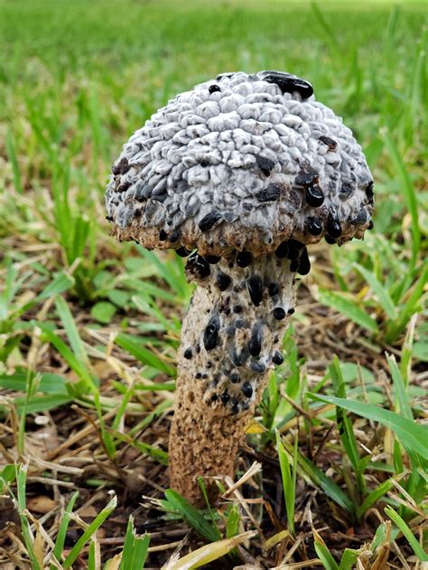 Probably One Of The Weirdest Looking Mushrooms Ive Come Across Anyone