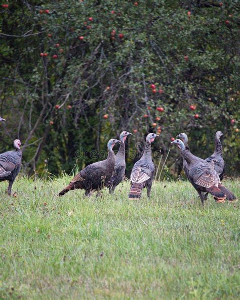 Wild Turkeys In A Field Stock Image Image Of Culture 212839823