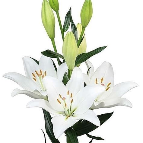 Lily La Doroso Cm Wholesale Dutch Flowers Florist Supplies Uk