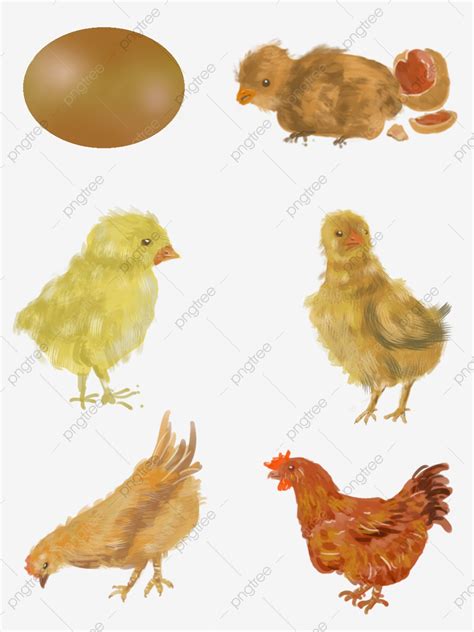 Dengan adanya kegiatan mewarnai, maka kreatifitas dan juga imajinasi sang anak akan berkembang. 33++ Gambar Kartun Ayam Menetas - Miki Kartun