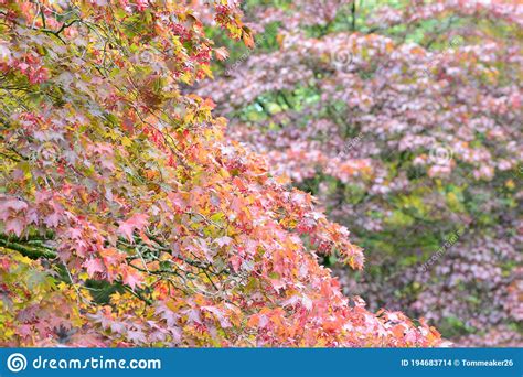 Japanese Maple Acer Japonicum Stock Photo Image Of Foliage Leaves
