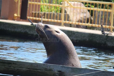 Seal Close Up Stock Photo Image Of Water Animal Wildlife 117171072