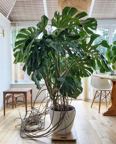 Monstera Deliciosa : How to Care for and Thrive It in Your Home