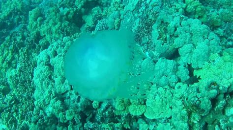 Crown Jellyfish At Crescent Beach Youtube