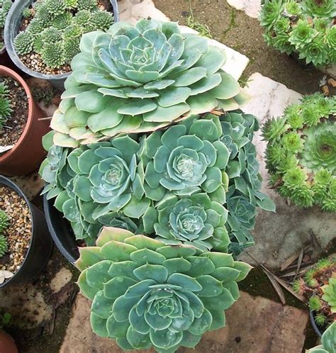 Great savings & free delivery / collection on many items. Facebook | Echeveria, Cacti and succulents, Succulents