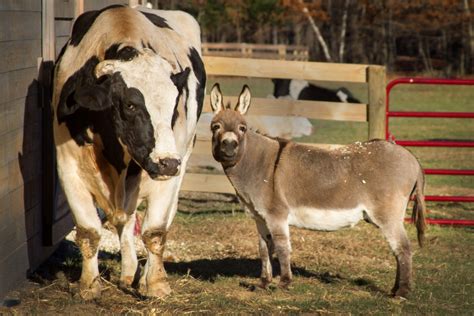 Cow And Donkey Best Friends In New Home Animal Equality