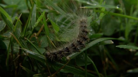 Fall Webworms Take Over Yellow Springs