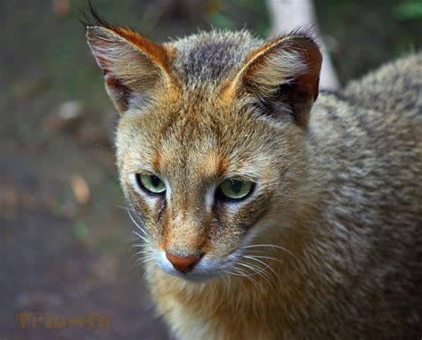 Jungle Cat By Triumfa On Deviantart