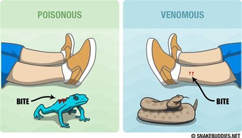 Minimalist Infographic Poisonous Vs Venomous Rinfographics