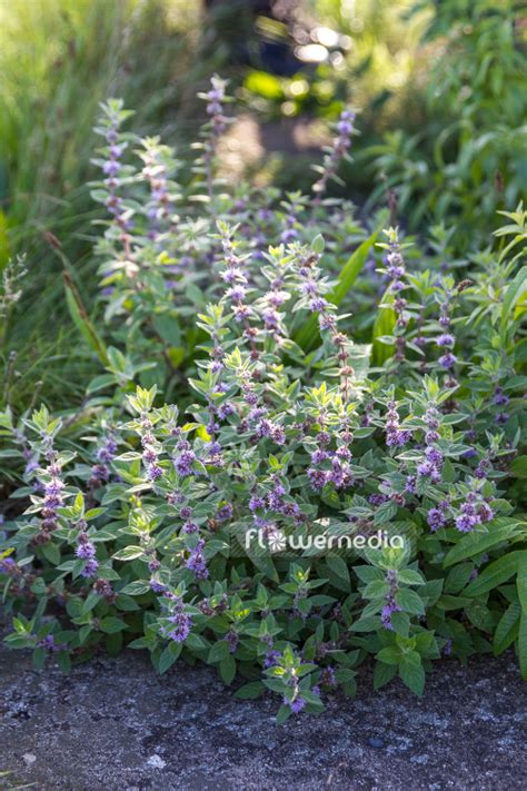 Mentha Arvensis Banana Banana Mint 110887 Flowermedia