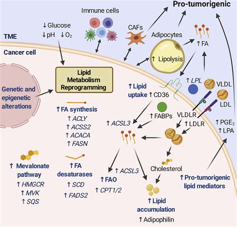 Lipid Metabolism In Cancer New Perspectives And Emerging Mechanisms