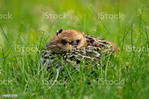 Ruffed Grouse Little Chick In The Green Grass In Summer Stock Photo