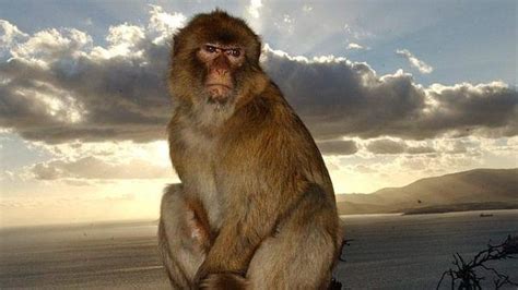 Las Mejores Fotos De Monos 2023