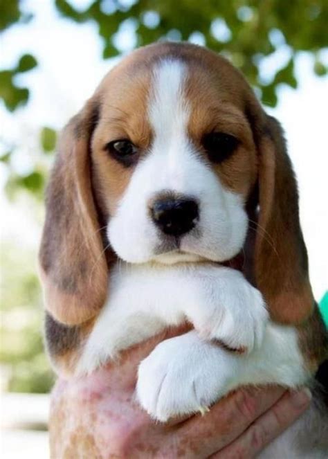 Litter Size Of Beagle Dogs Annie Many
