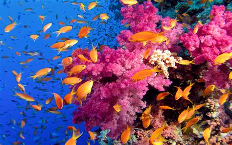 Ocean Sea Tropical Coral Reefs Orange Fish Wallpaper Hd