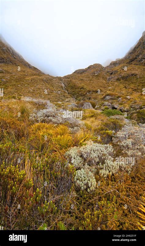 Native Alpine Tundra Vegetation And Grassland Of Southern Alps Hazy