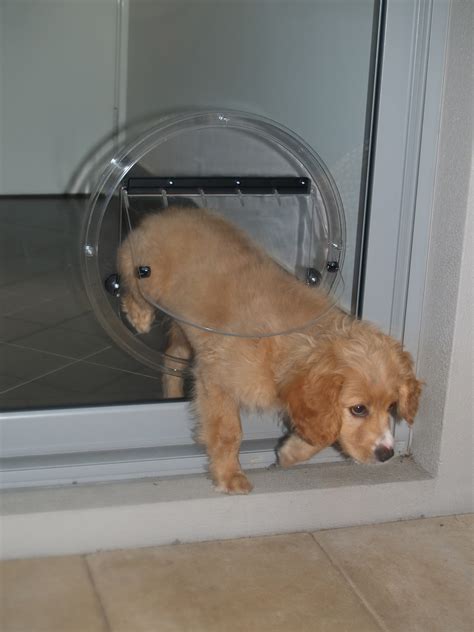 Anlin pet doors provide freedom for you and your pets! Pet Doors - Glass100