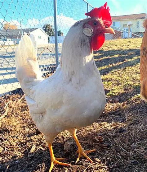 Best Egg Laying Chicken Breeds With Name And Pictures Best Chickens
