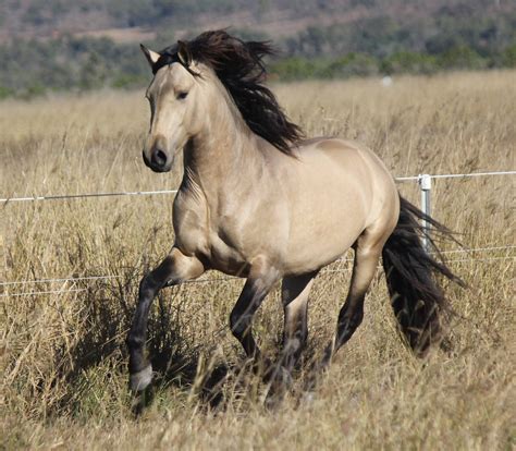 Majestic Amigo Andalusian Horse Beautiful Horses Horses