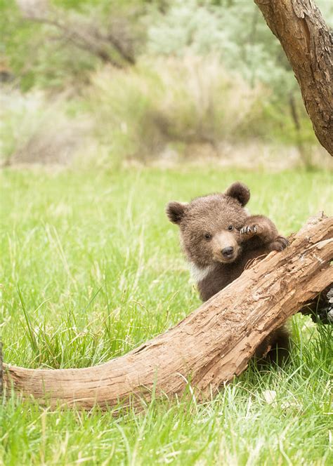 Very Cute Bear Cub Photograph By Melody Watson Fine Art America