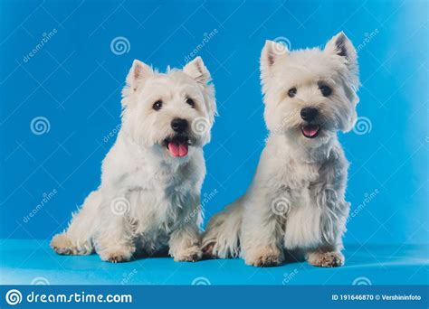 Portrait Maltese Dog Licking Its Lips Isolated On Blue Colored