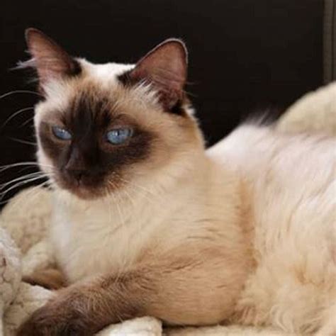 Are Balinese Cats Good Cats Diy Seattle