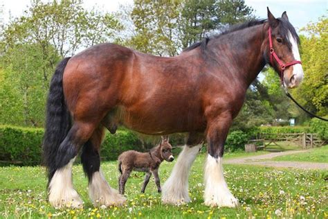 Giant Shire Horse Buster Mets Newly Born Donkey At The Miniature Pony