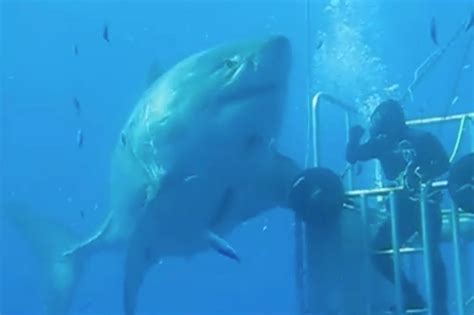Deep Blue The Largest Great White Shark Known Today This Beast Is