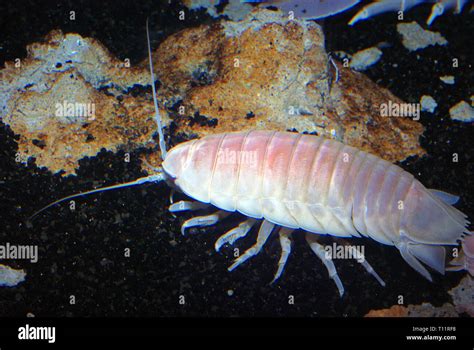 Giant Isopod Bathynomus Giganteus Stock Photo Alamy