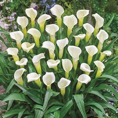 Brecks White Flowers Intimate Ivory Calla Lily Bulbs 5 Pack 88035