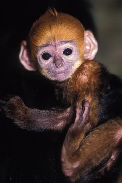 Collection of cartoon picture of a monkey (48). Francois' langur monkey | Oregon Zoo