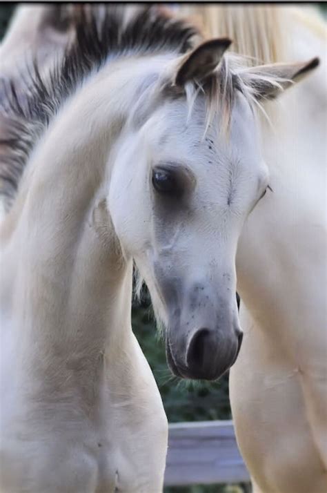 The contests in this section work well for families who wish to show off their adorable new baby or their beautiful budding toddler. Beautiful white/grey young horse. Precious sweet face ...