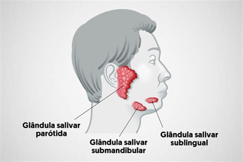 Glândulas Salivares O Que é Função Onde Ficam Anatomia Saliva