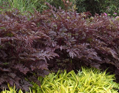 Actaea Simplex Black Negligee Purple Leaf Bugbane Garden Center