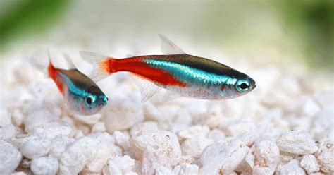 Neon Tetra Care The Ultimate Guide