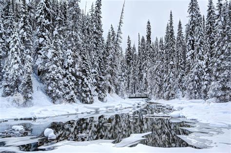 Widescreen Forestswinter High Resolution Trees Snow