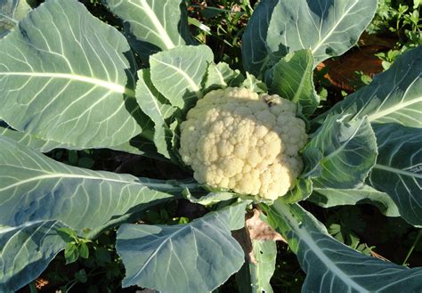 Media Newswire Story Growing Cauliflower Капуста Цветная капуста