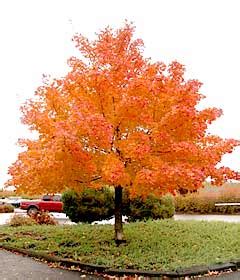 Upright spreading with rounded crown. J. Frank Schmidt & Son Co. - Pacific Sunset® Maple