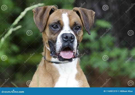 Happy Boxer Dog Tongue Panting Pet Adoption Photography Stock Image