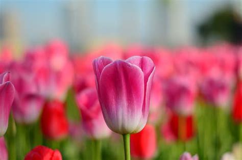 Pink Tulip Flowers Under White Clouds Blue Skies At Daytime · Free