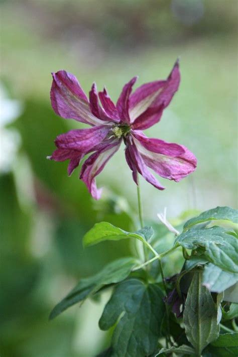 Клематис 'розалин' / clematis 'rosalyn'. Clematis 'Rosalyn' #clématite | Clematite, Planter des ...