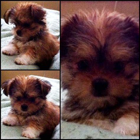 39 Best Images About ♡♡shorkies♡♡ On Pinterest Cutest Dogs Shorkie