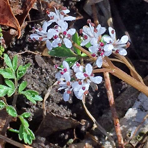 The Harbinger Of Spring Metroparks Toledo