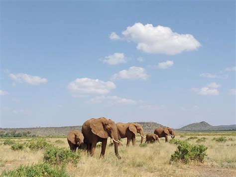 Samburu National Reserve Kenya Experience